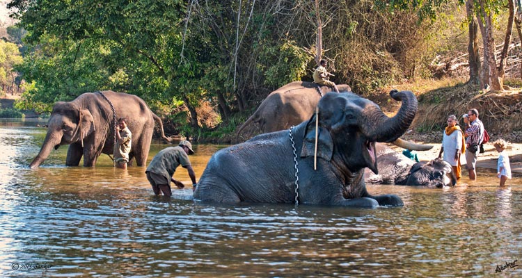 The Heart Of Wilderness At One Of Karnataka's Most Peaceful Elephant Camps